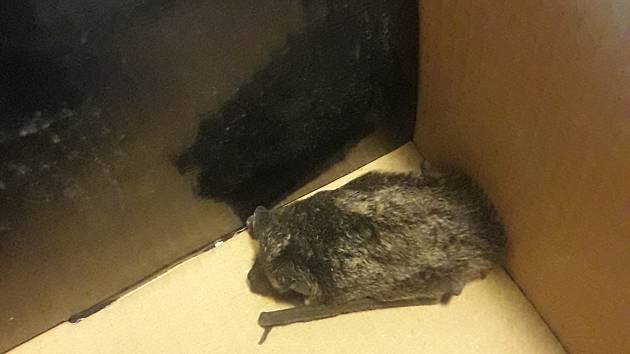 Silvestrovský úlovek: V Novém Městě zachránili netopýra, teď přezimuje ve sklepě