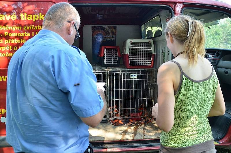 Z útulku odebrali všechny psy, provozovatelé péči nezvládali. Žďárská radnice řeší, kam teď bude umisťovat zatoulaná zvířata odchycená na území města.