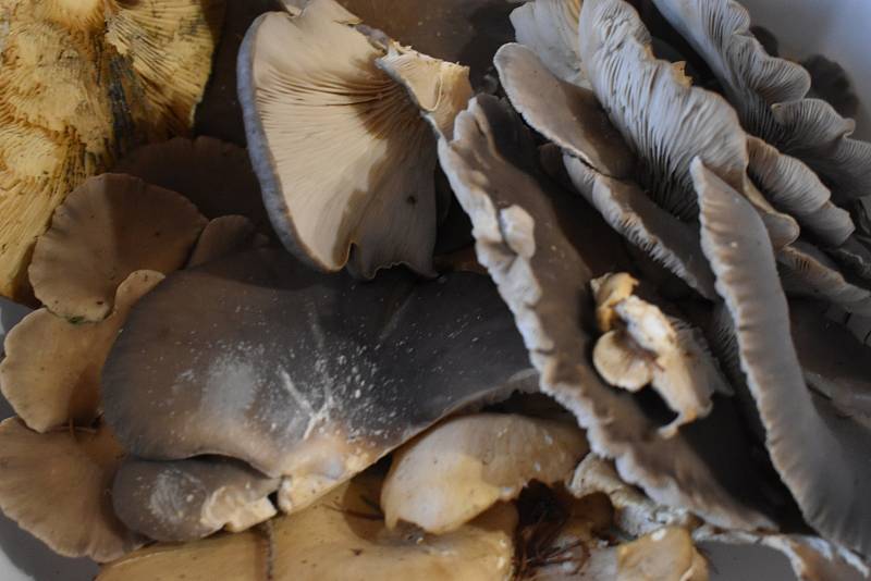Hlíva ústřičná je jedlá houba s všestranným použitím, roste od konce léta až do zimy.