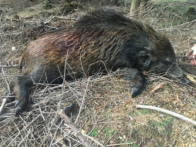 Setkání s postřelenou zvěří v lesním porostu není výjimečnou záležitostí. Myslivci pak musí raněné zvíře dohledat a ukončit jeho trápení.