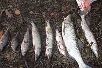 Dva pytláky, kteří vylovili větší množství ryb v přehradě ve Víru, chytili nedávno zaměstnanci Povodí Moravy ve spolupráci s policisty. Pachatelům hrozí za přestupek několikatisícová pokuta.