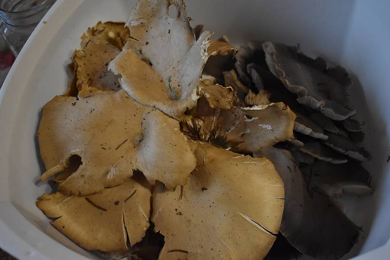 Hlíva ústřičná je jedlá houba s všestranným použitím, roste od konce léta až do zimy.