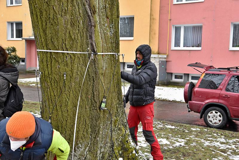 Sto let stará lípa na Libušíně má jít k zemi. Její zdravotní stav je podle dendrologů špatný.