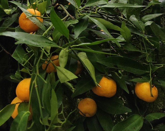 Ani v zimě pěstitel Petr Broža z Moravce nezahálí. V jeho skleníku se náramně daří citrusům.