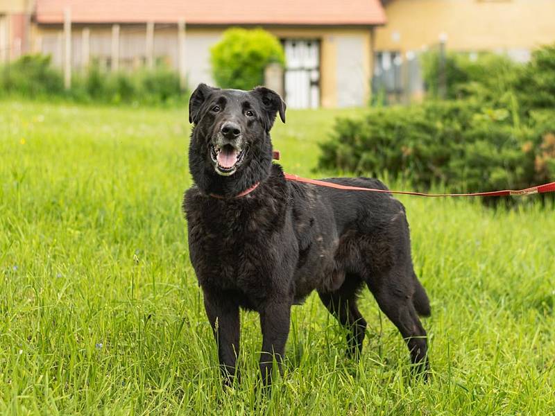 Pejsek Bertold je připravený k adopci.