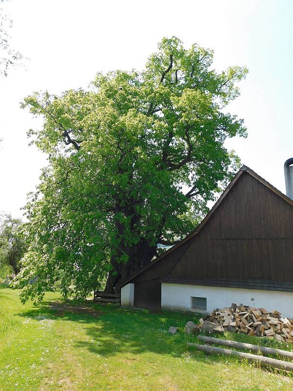 Žďárské vrchy v okolí Luckého vrchu.