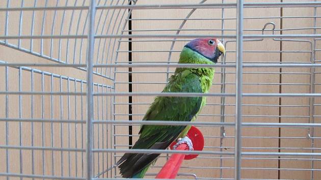Barevný papoušek má teď prozatímní domov v záchranné stanici. Před týdnem vlétl otevřeným oknem do bytu ve žďárské Nádražní ulici. 