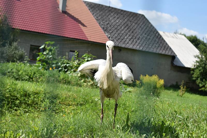 Poraněné čapí mládě se promenádovalo po soukromé zahradě.