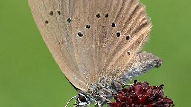 Modrásek bahenní je vzácný motýl.