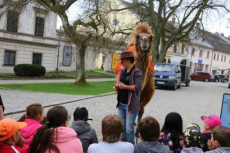 Pohladit si živého velblouda měli možnost dospělí i děti na Vratislavově náměstí.