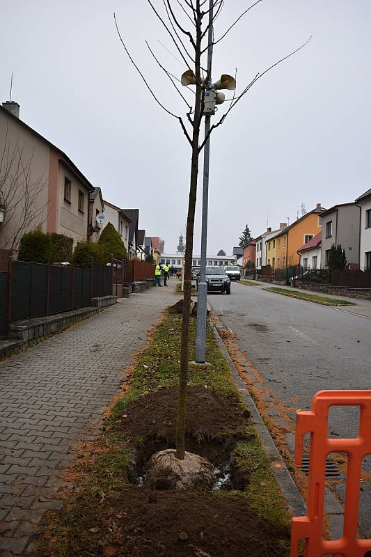 Zaměstnanci dodavatelské firmy se už pustili do sázení čtyř i pětimetrových stromů.