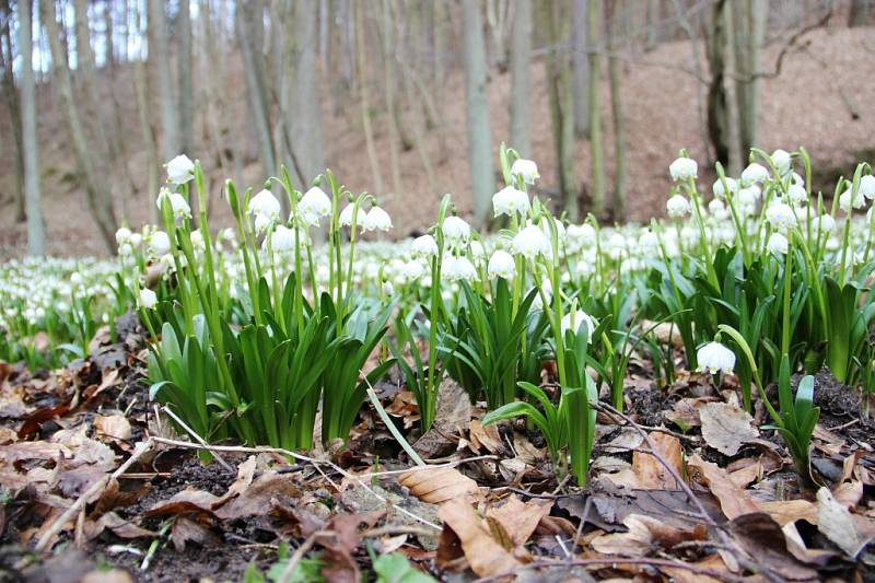 Koberce bílých květů podél Chlébského potoka na rozhraní Bystřicka a Nedvědicka přitahují každý rok v březnu davy zvědavců ze všech koutů republiky.