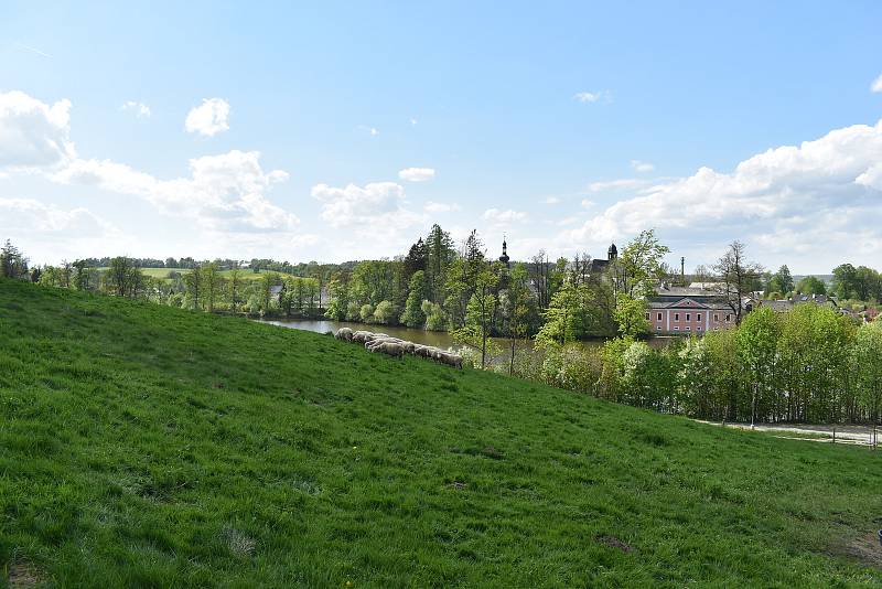 Berani z farmy v Počítkách spásají trávu pod Zelenou Horou. Zůstanou dle počasí, nejspíš do září.