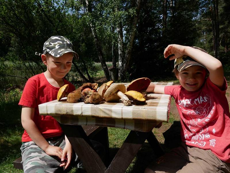 Milovníci houbových pokrmů mají možnost obohatit svůj jídelníček.