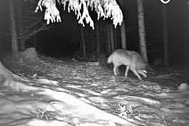 Šelmu zaznamenala fotopast umístěná v lesích Žďárských vrchů. Že jde skutečně o vlka potvrdily i další pobytové znaky zvířete.