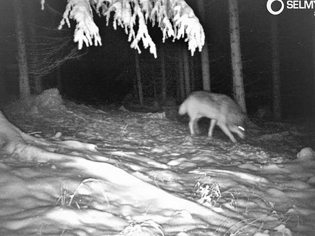 Fotopast zachytila pohyb vlka na Žďársku