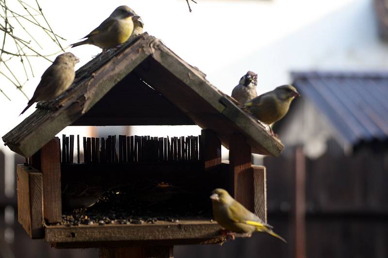 Ptáci v zimním období rádi zamíří do plných krmítek.