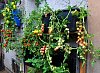 Netradiční pěstování. Zahradníkovi z Moravce rostou papriky i cukety na zdi