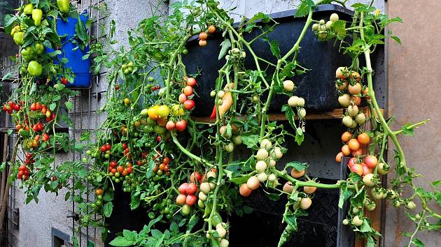 Netradiční pěstování. Zahradníkovi z Moravce rostou papriky i cukety na zdi