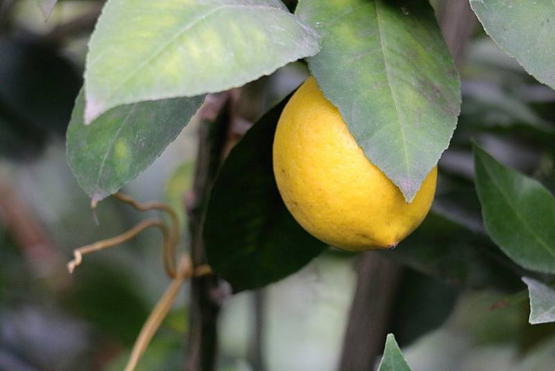 Petr Broža má plný skleník pomerančů, mandarinek a citronů..