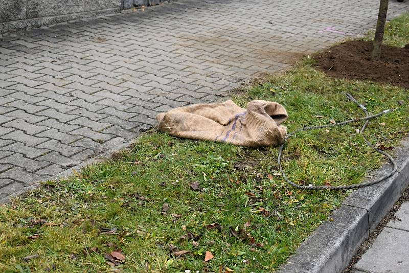 Zaměstnanci dodavatelské firmy se už pustili do sázení čtyř i pětimetrových stromů.