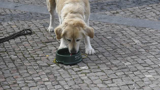 Žďárští strážníci kontrolují psí čipy, pokuta je až padesát tisíc
