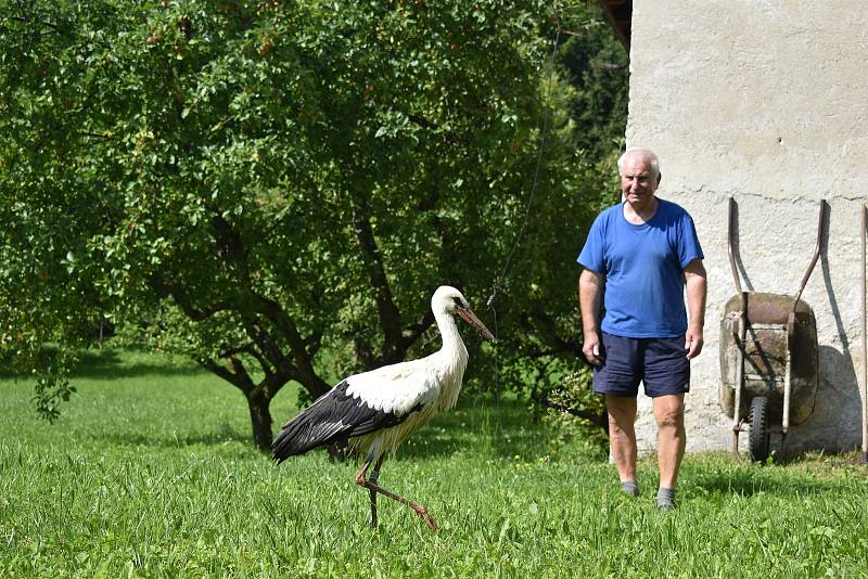 Poraněné čapí mládě se promenádovalo po soukromé zahradě.