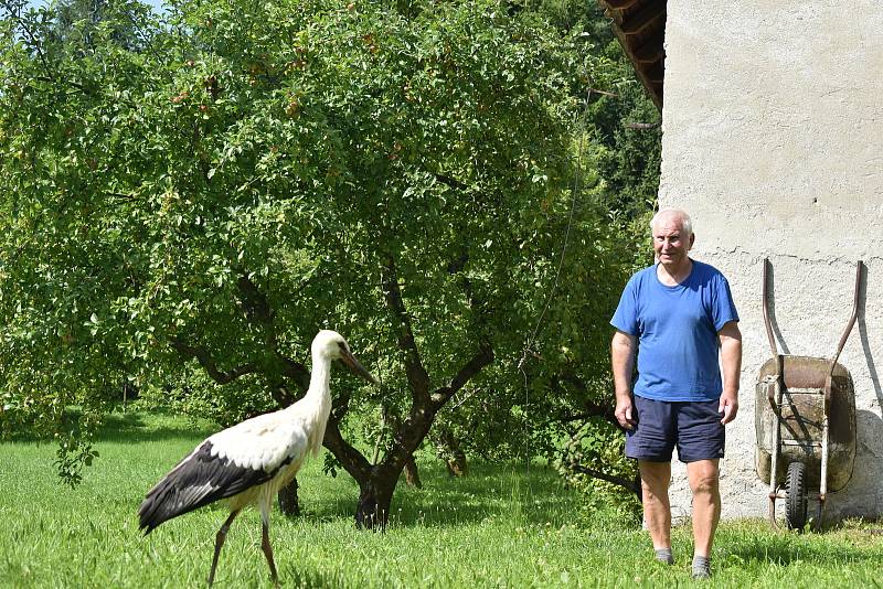 Poraněné čapí mládě se promenádovalo po soukromé zahradě.