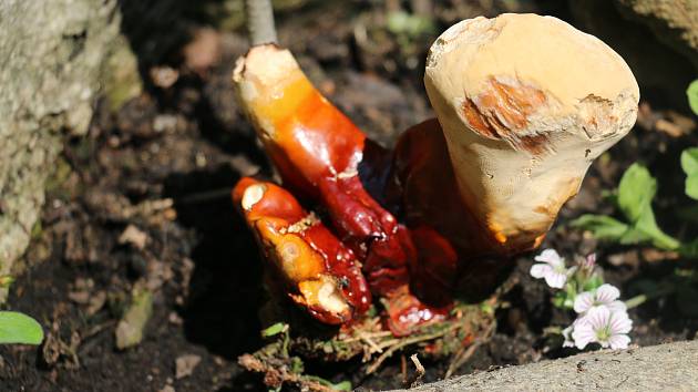 V lesích na Nověměstsku lze najít i houbu nesmrtelnosti