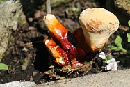 Mykolog se pokouší vzácnou houbu dopěstovat v domácích podmínkách.