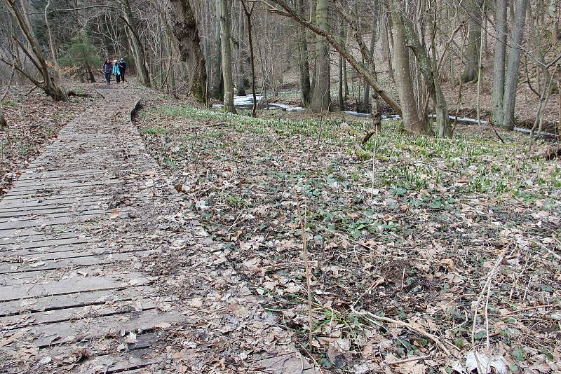 Je čas bledulí. Malá víska Chlébské, ležící na rozhraní Kraje Vysočina a Jihomoravského kraje už zase přitahuje davy zvědavců ze všech koutů republiky.