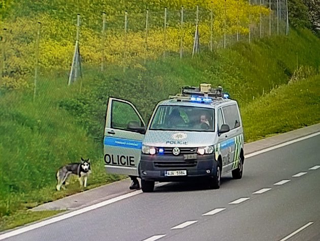 Po dálnici D1 u Velkého Meziříčí běhá pes, policisté se ho snaží chytit