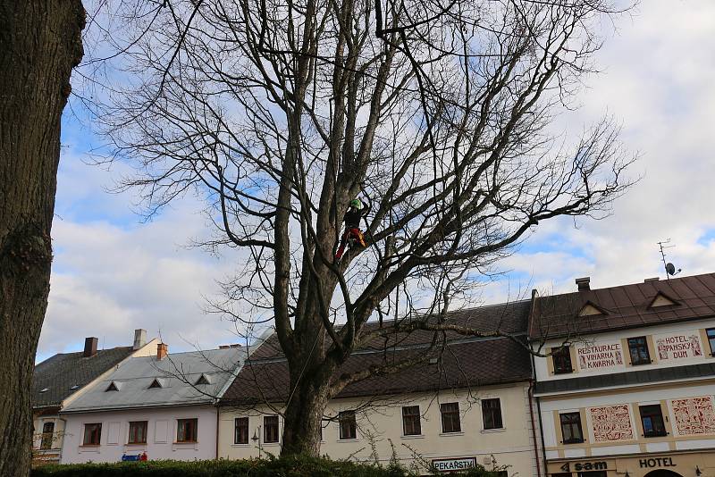 Do kmenů stromů se zakously motorové pily.