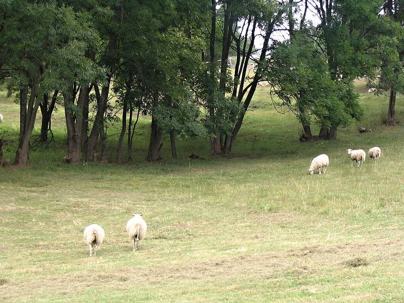 Ovčí stáda se používají jako živé sekačky.