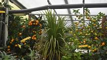 Ve skleníku Petra Broži se subtropickým rostlinám daří.
