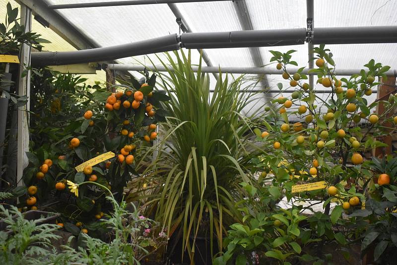 Ve skleníku Petra Broži se subtropickým rostlinám daří.