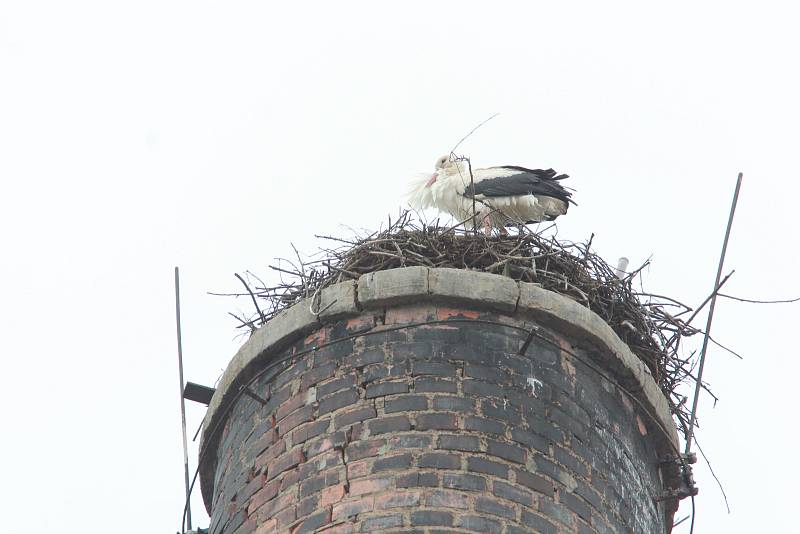 Čáp na odstaveném továrním komíně v areálu starého Agrostroje v blízkosti centra Pelhřimova v pátek 3. dubna.