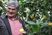 Petr Broža má ve svém skleníku na sto odrůd citrusovníků.