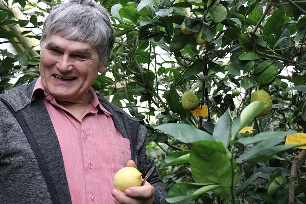 Sladké citrony a limetky: podívejte se na unikátní úrodu zahradníka z Moravce