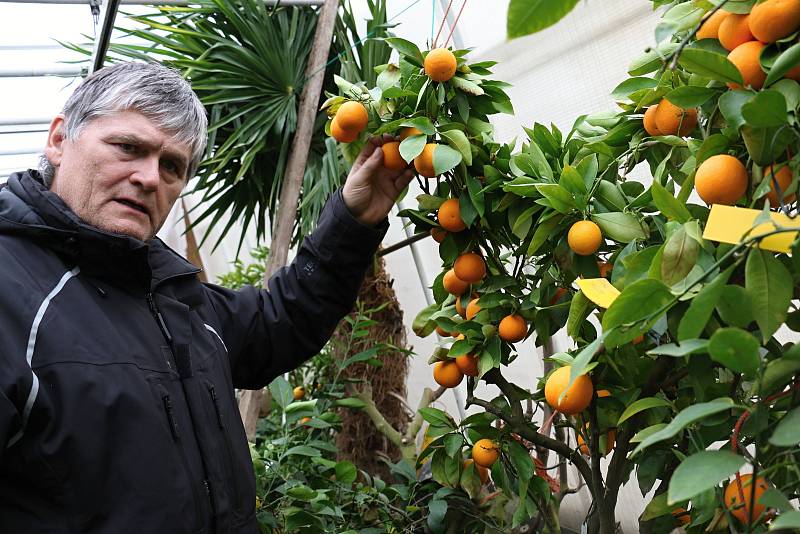 Petr Broža má plný skleník pomerančů, mandarinek a citronů..