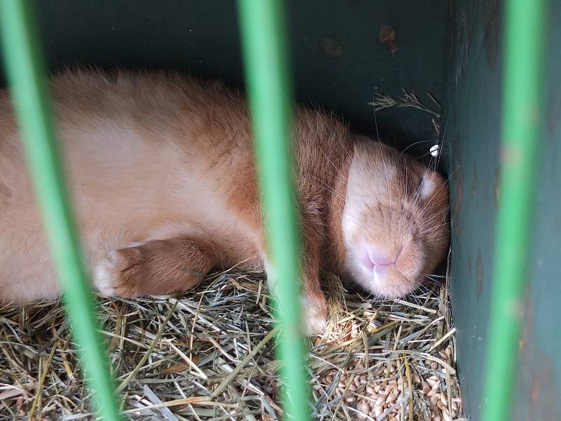 Na výstavě chovatelé ukázali veřejnosti své králíky, holuby, morčata i drůbež.K vidění ale byla i další zvířata.