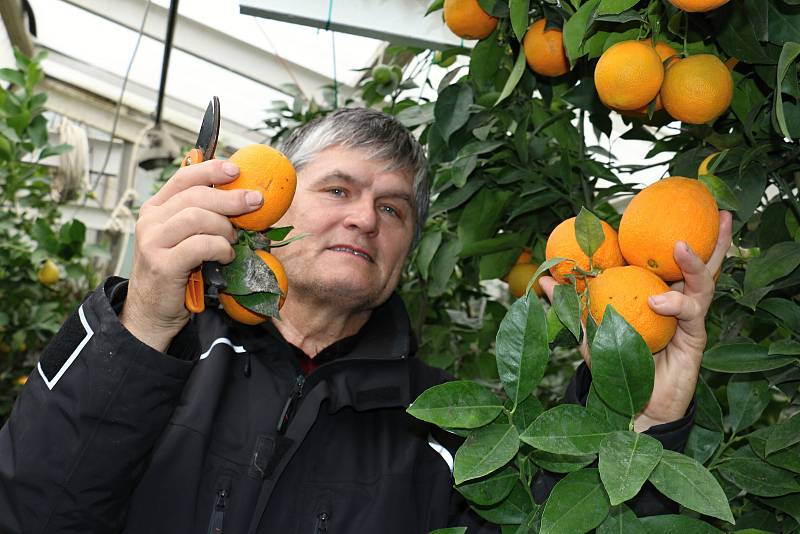 Petr Broža má plný skleník pomerančů, mandarinek a citronů..