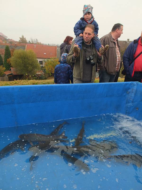 Jeden z největších rybníku Vysočiny ukázal, co skrývá pod hladinou. Rybáři vylovili například kapry, sumce, okouny, štiky, amury, marény i tolstolobiky.