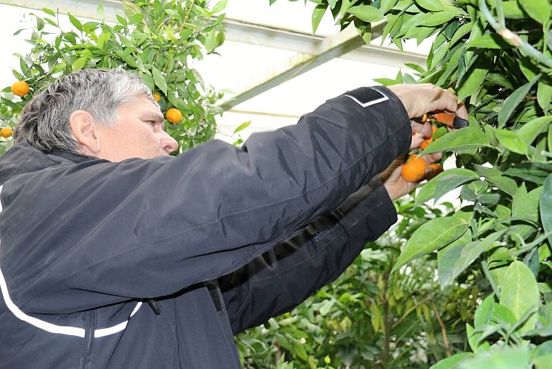 Petr Broža má plný skleník pomerančů, mandarinek a citronů..