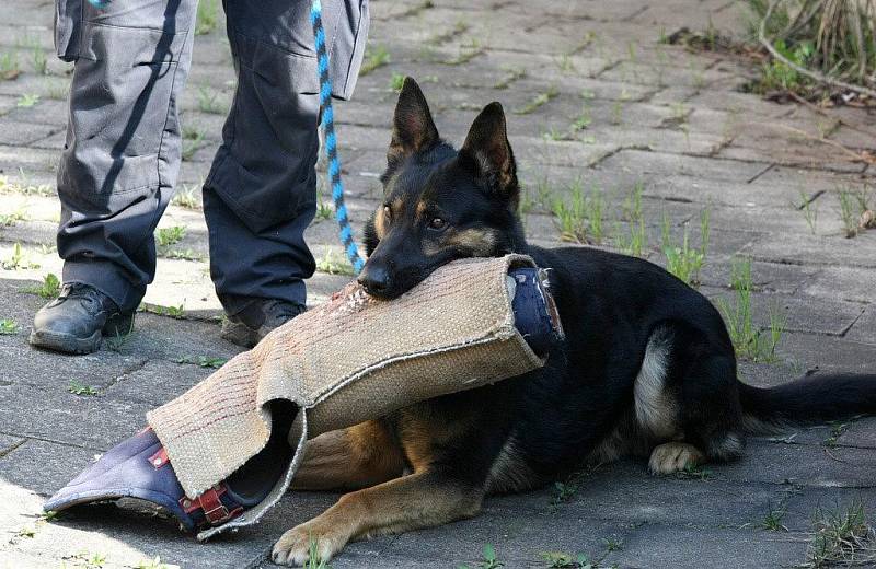 Ukázkou práce policejních kynologů skončil žďárský preventivní projekt Neohrožený třetí věk.