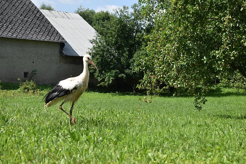 Poraněné čapí mládě se promenádovalo po soukromé zahradě.