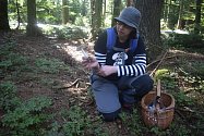 Houbaři v lesích na Žďársku najdou různé druhy hub