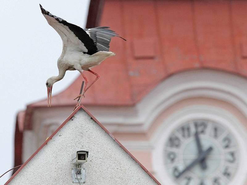 Každodenní život čápů bílých v Novém Veselí bývá zaznamenáván webovou kamerou.