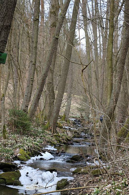 Břehy Chlébského potoka zdobí rok co rok bílé koberce bledulí.