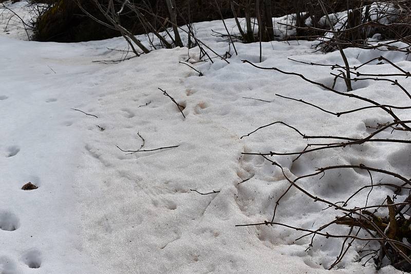 Sníh ze Sahary, který se na naše území dostal na začátku února, se objevil znovu.